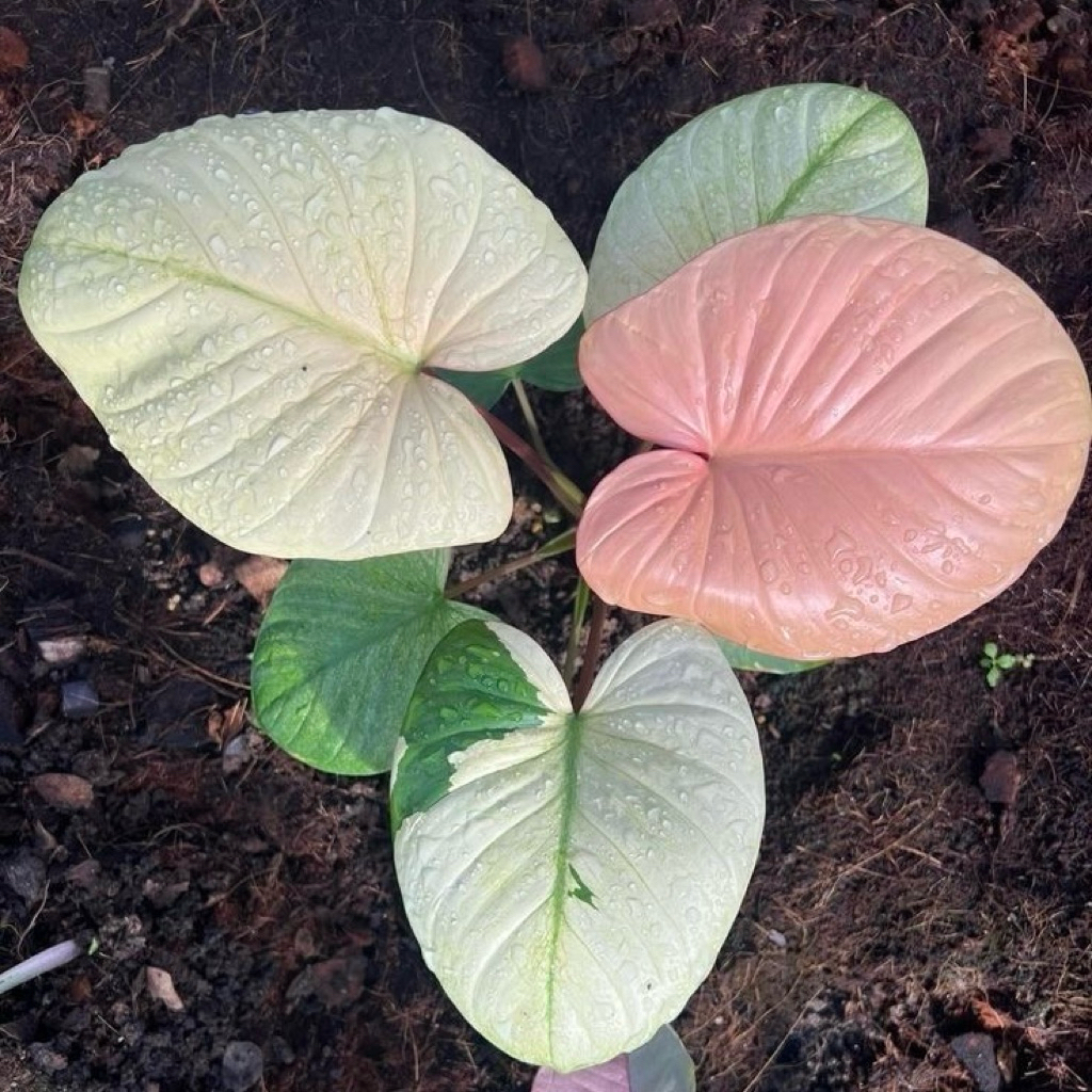 BIBIT BONGGOL TANAMAN HIAS PHILODENDRON HOMALOMENA RUBESCENS VARIGATA BIBIT MURAH