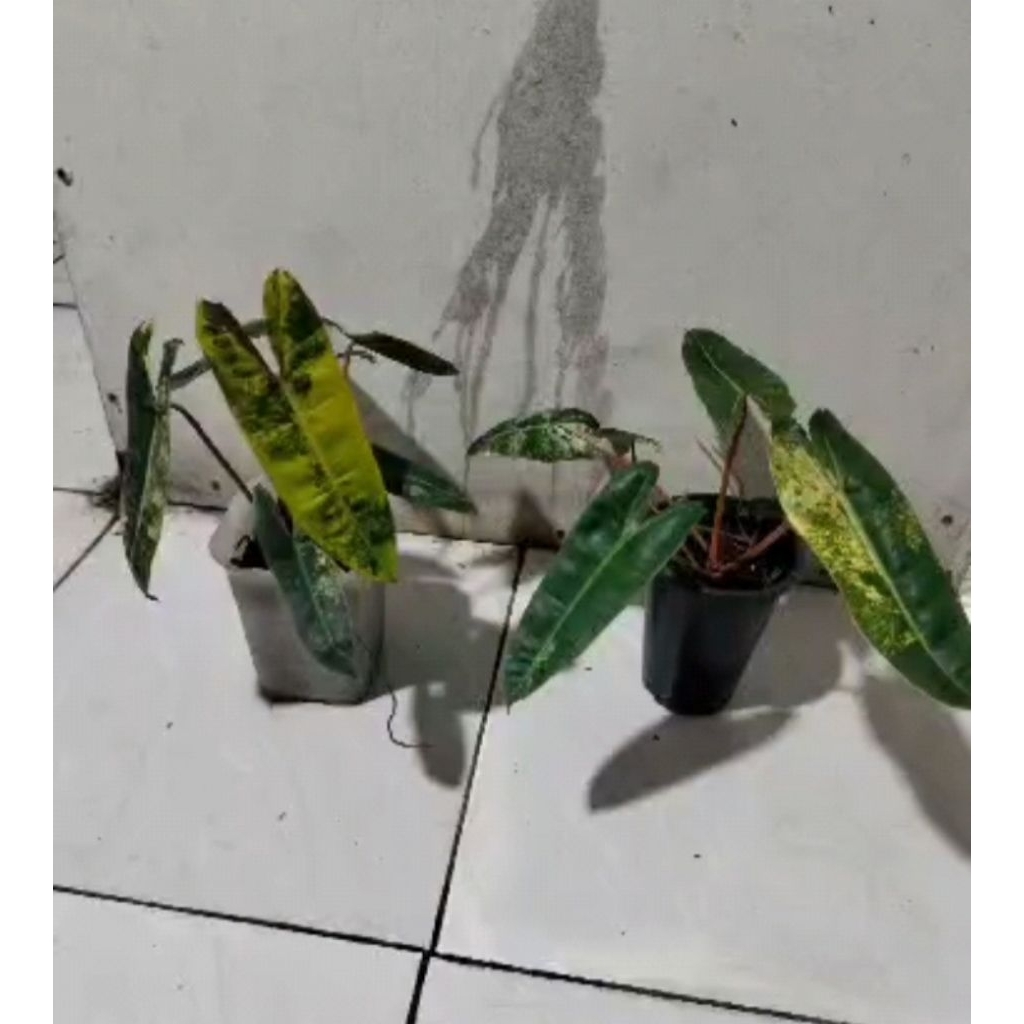 Philodendron Billitiae Variegata atau Philo kabel busi variegata