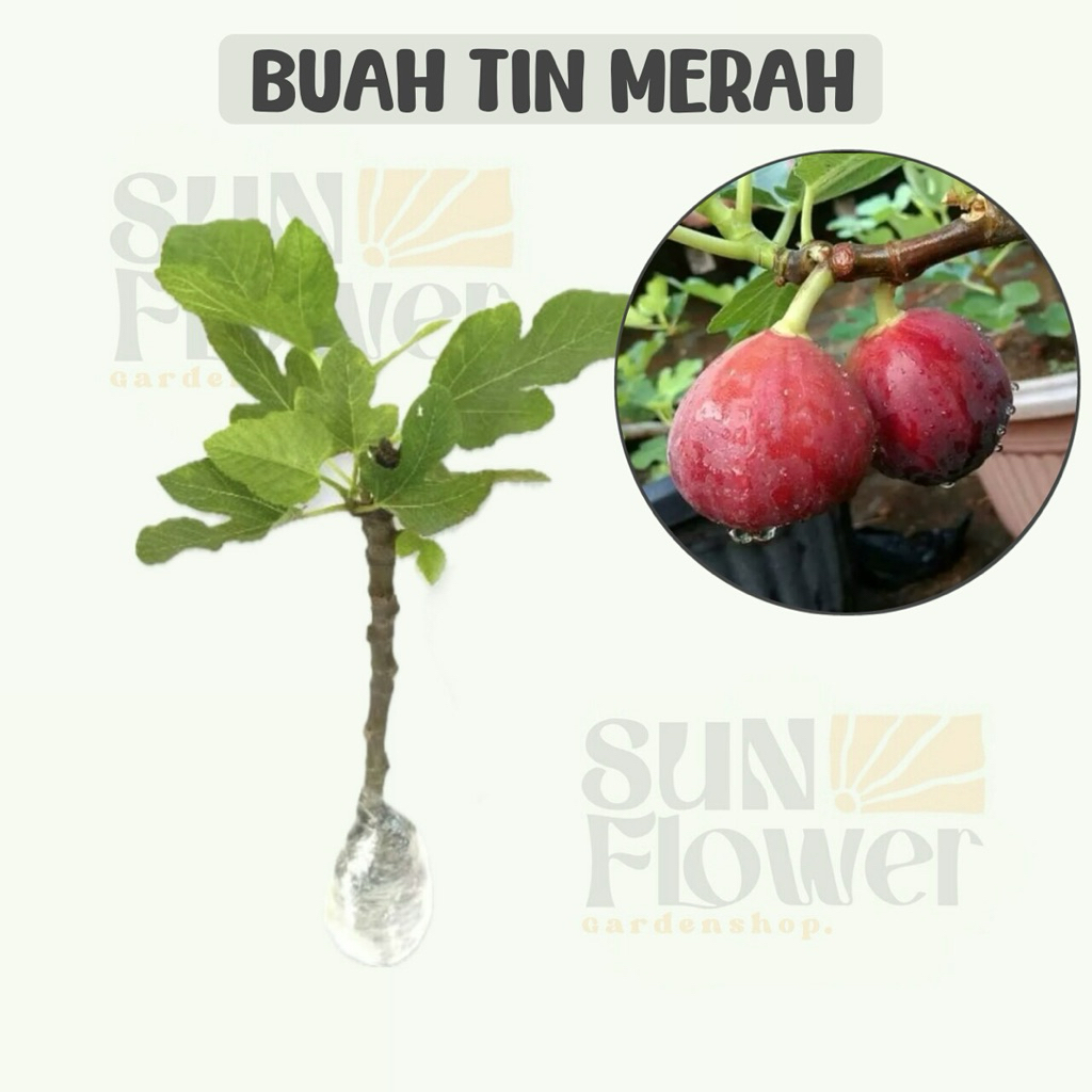 bibit buah tin merah
