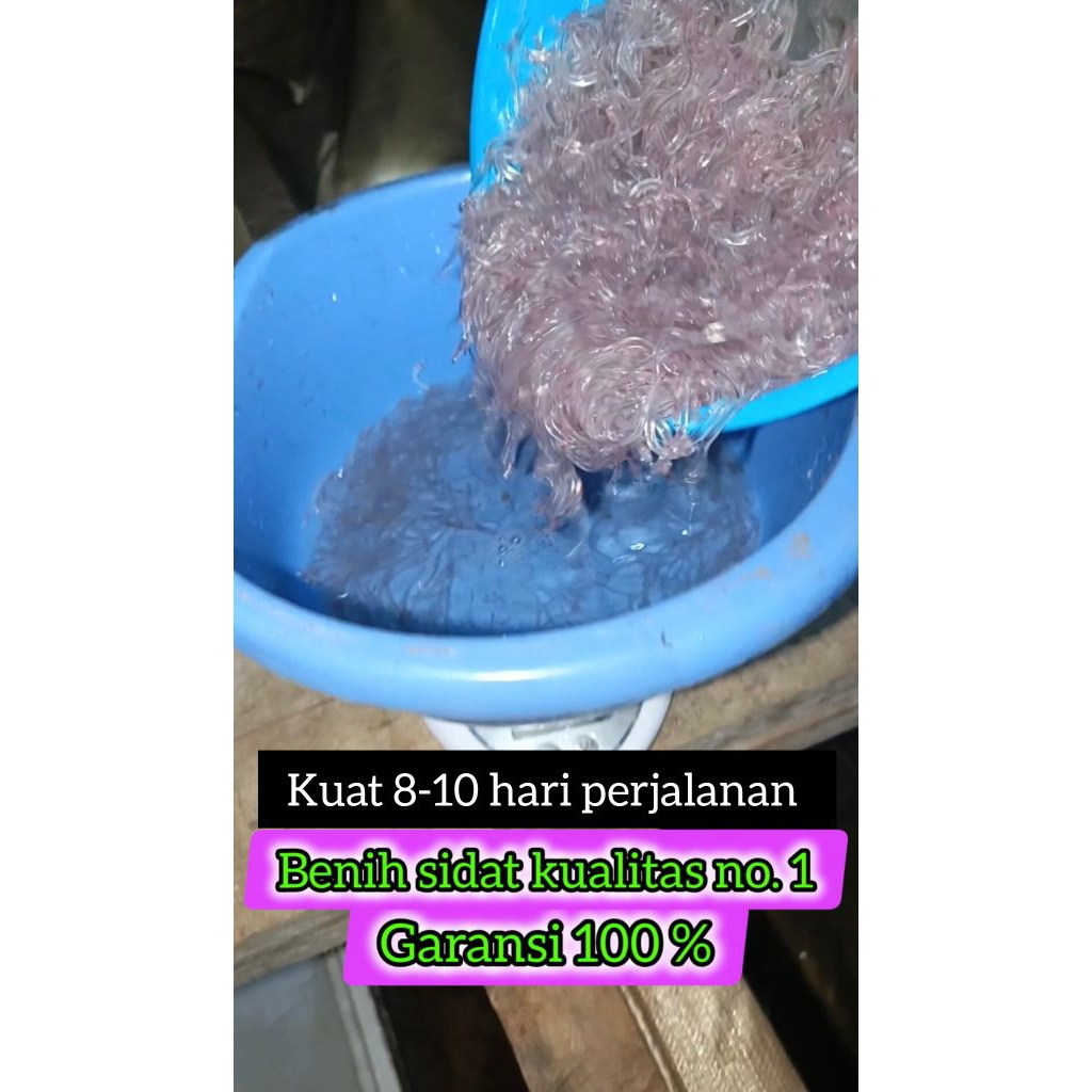 Benih Ikan Sidat 250 ekor  (Glass Eels Bicolor)