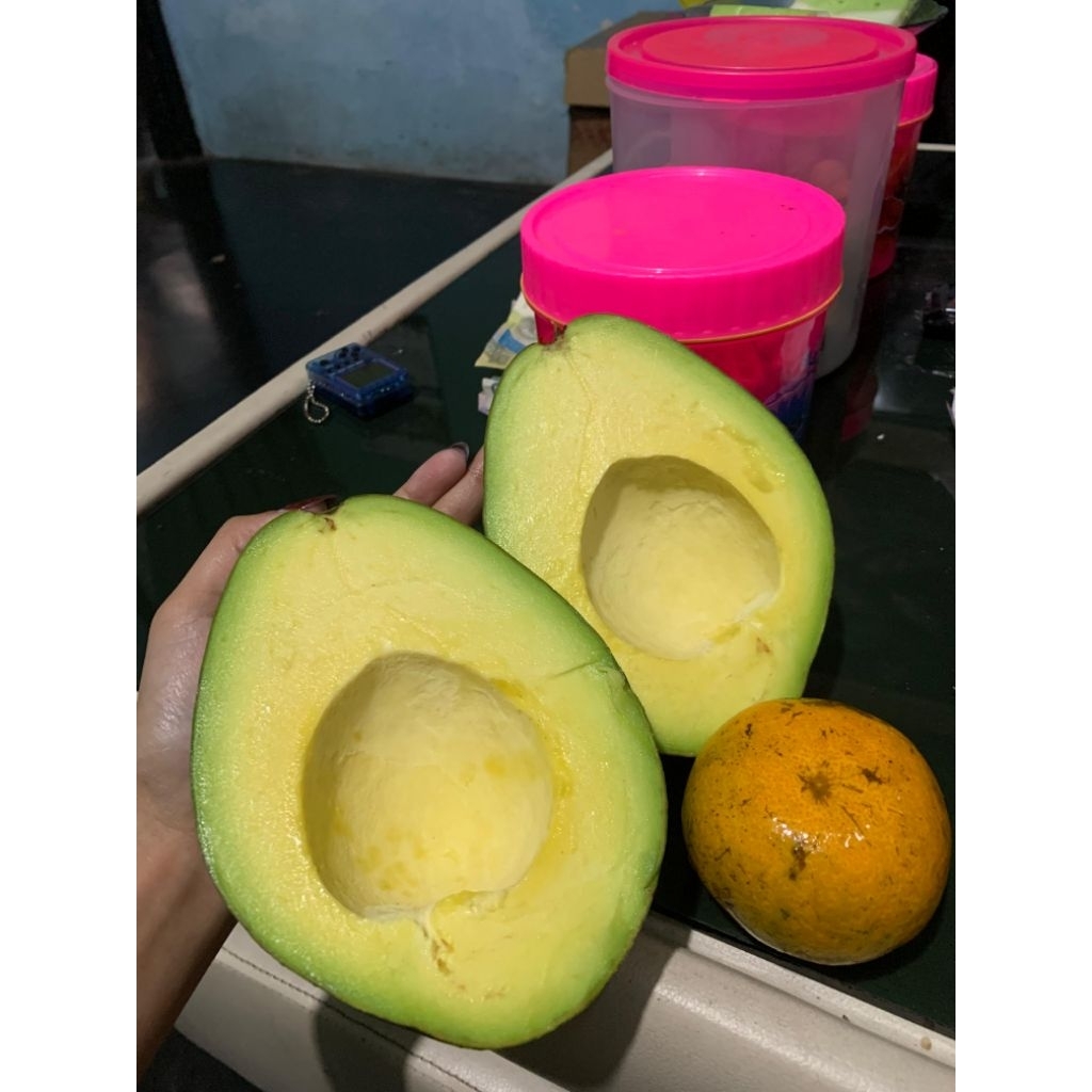 alpukat aligator jumbo