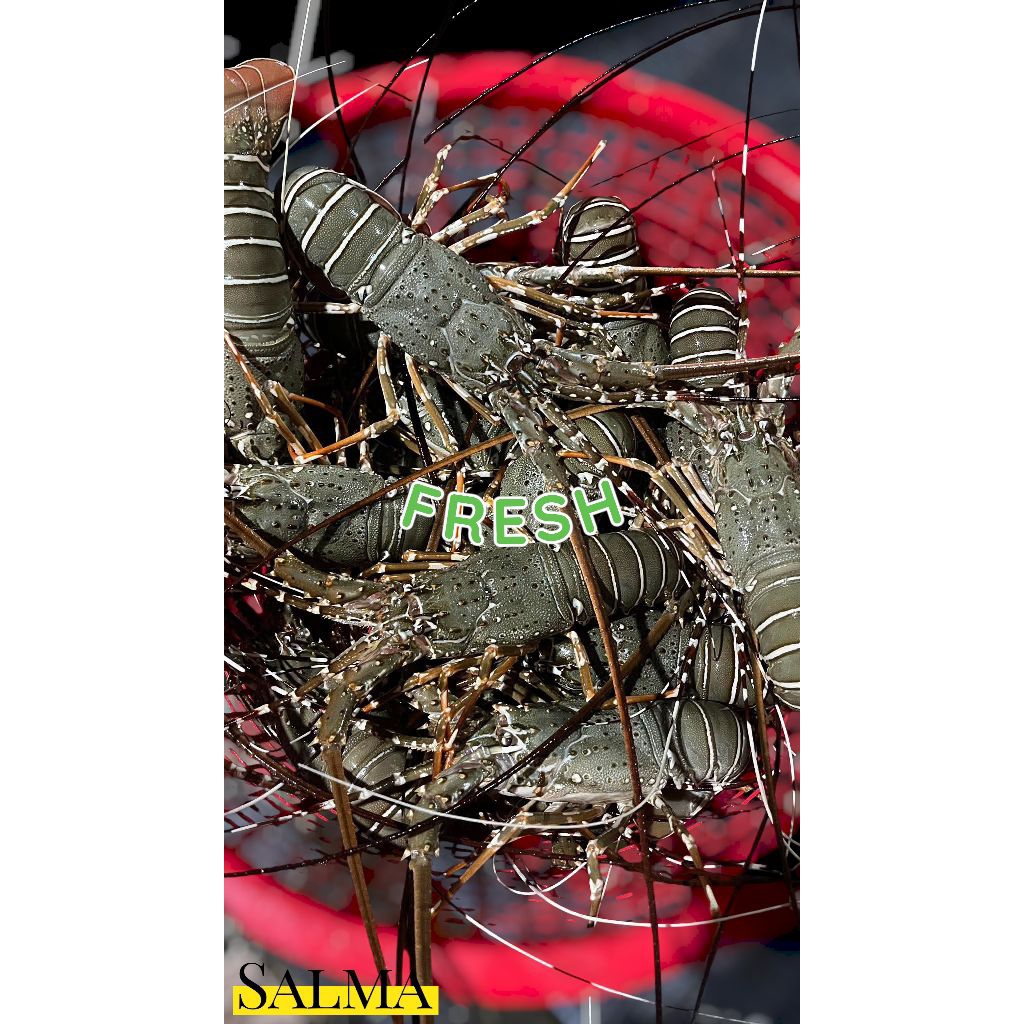 udang lobster udang laut segar Frozen harga/100gr
