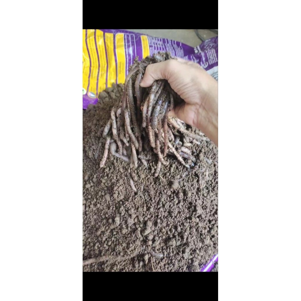 CACING KALUNG KEBO 1 kg