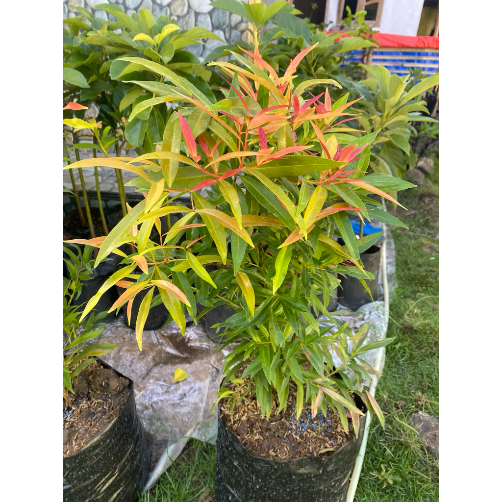 Tanaman Hias Pucuk merah (Siap tanam )