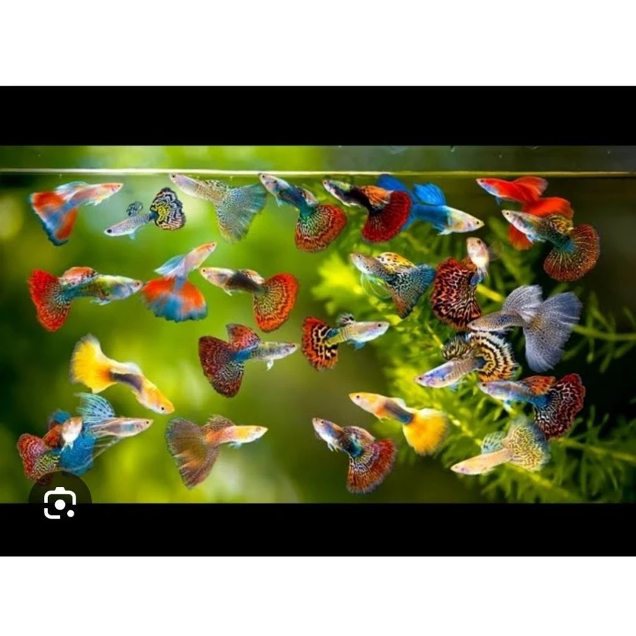 KHUSUS LOKAL BATAM - JUAL IKAN HIAS GUPPY SEPASANG MURAH BONUS TANAMAN