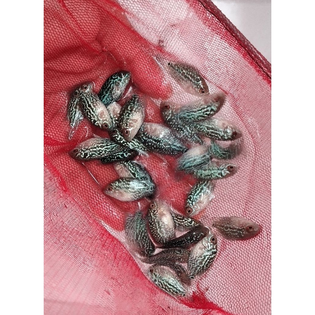 burayak louhan cencu twotone