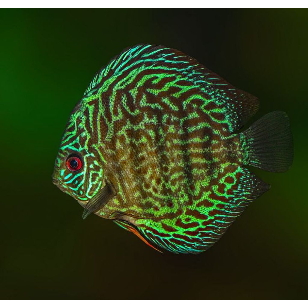 Discus galaxy turquoise hiasan aquarium Aquascape