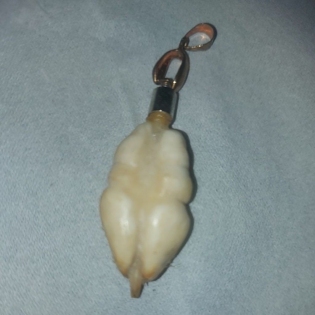 langka,antik unik buntat ikan