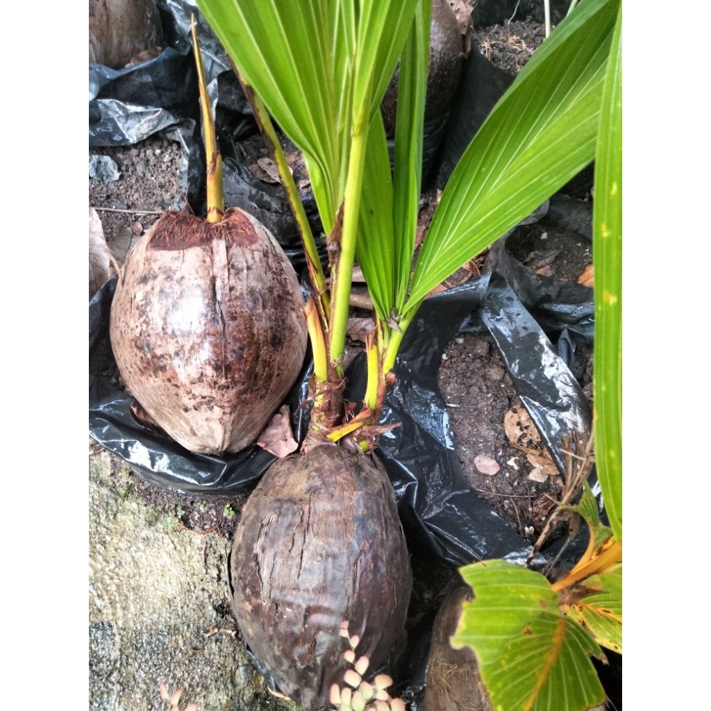 Bibit kelapa kembar 2