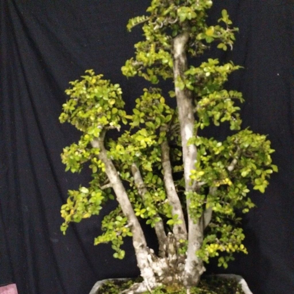 TANAMAN HiDUP BONSAi SERUT RAFF SATU BONGGOL