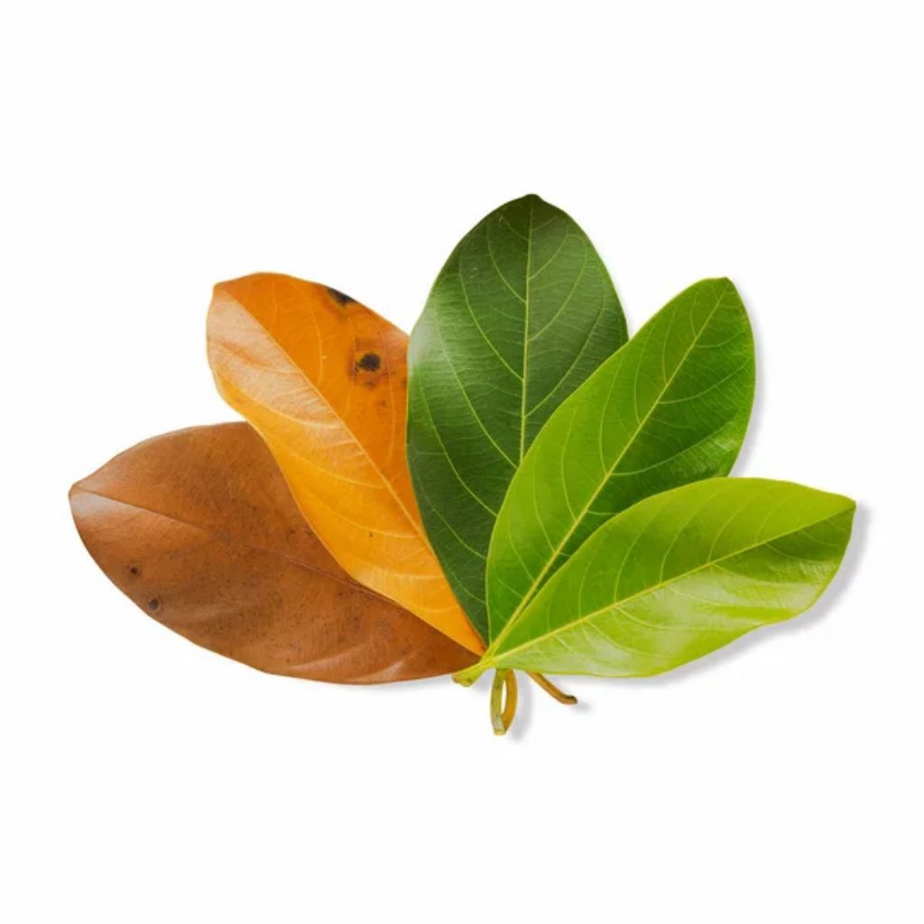Daun nangka kering daun nangka hijau 50lembar