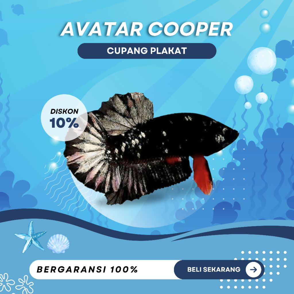 [PK] Cupang Avatar Cooper | GOOD | TOP GRADE| REALPICT| BEST | IKAN HIAS | NEW