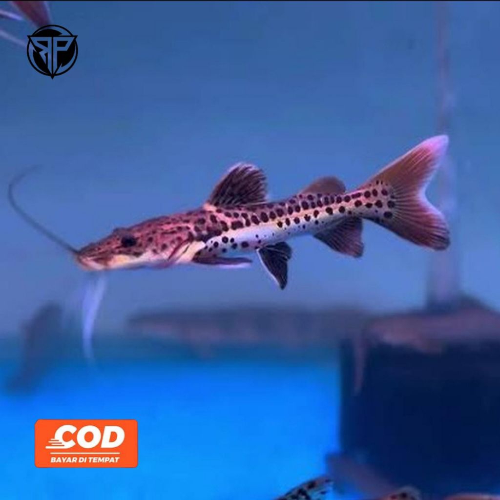Catfish Leopard Ikan Lele Unik Motif Full Polkadot Ikan Predator Cantik