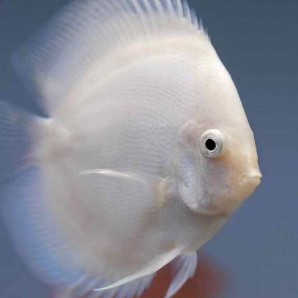 Discus white diamond hiasan aquarium aquascape