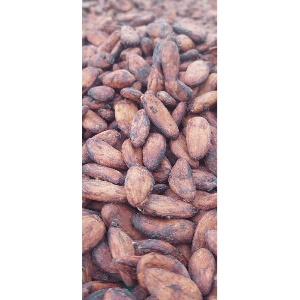 Biji Kakao Fermentasi