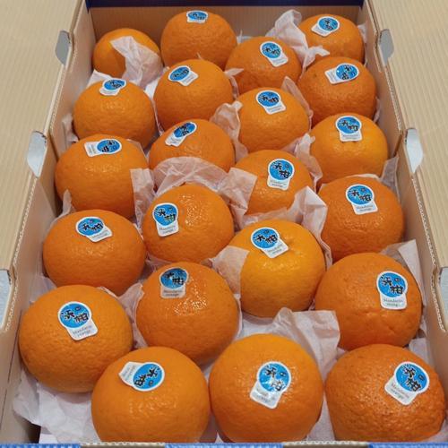 Jeruk Wokam Mandarin Manis Segar 1 dus siap kirim
