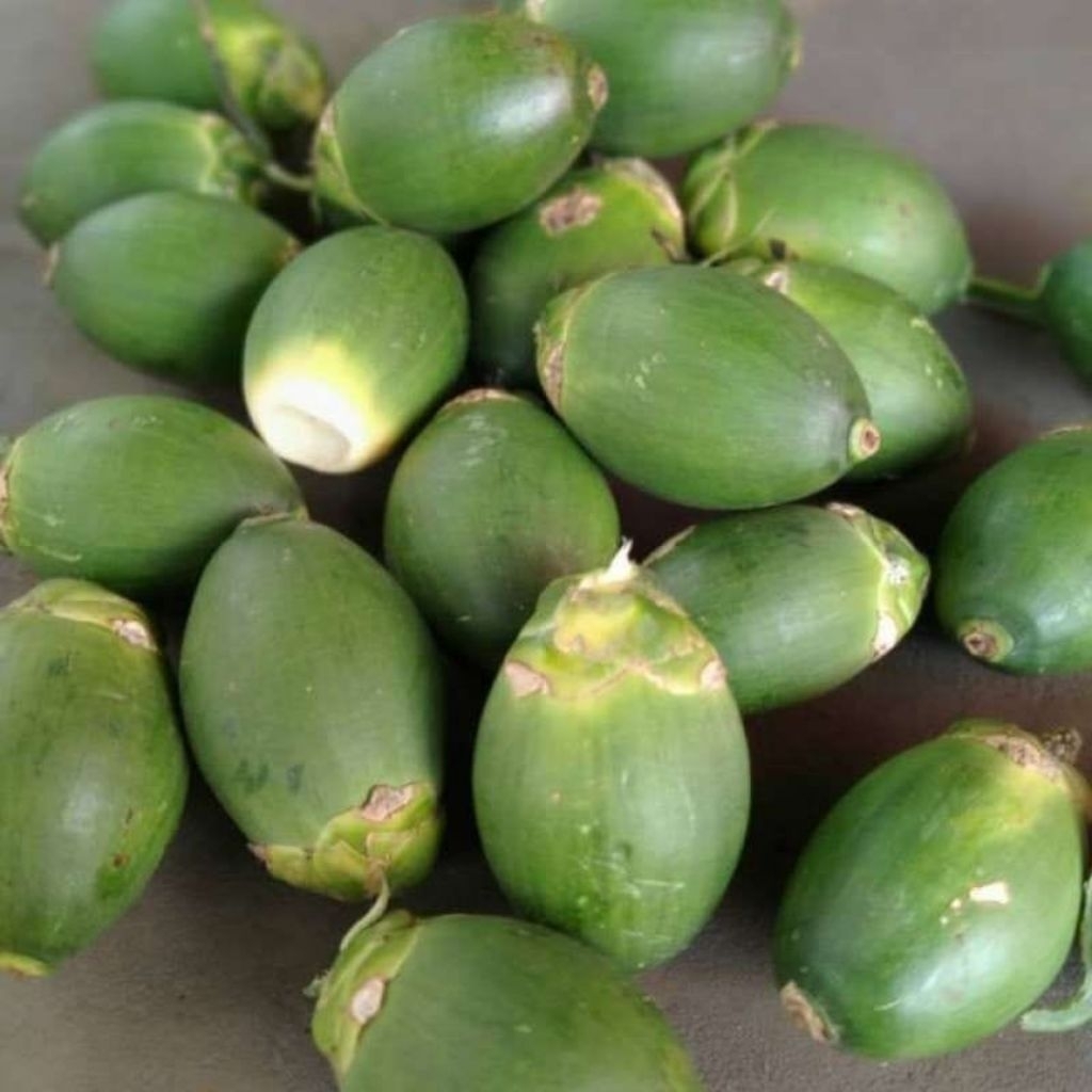 Buah pinang jambe muda 1 kg buah pinang muda segar