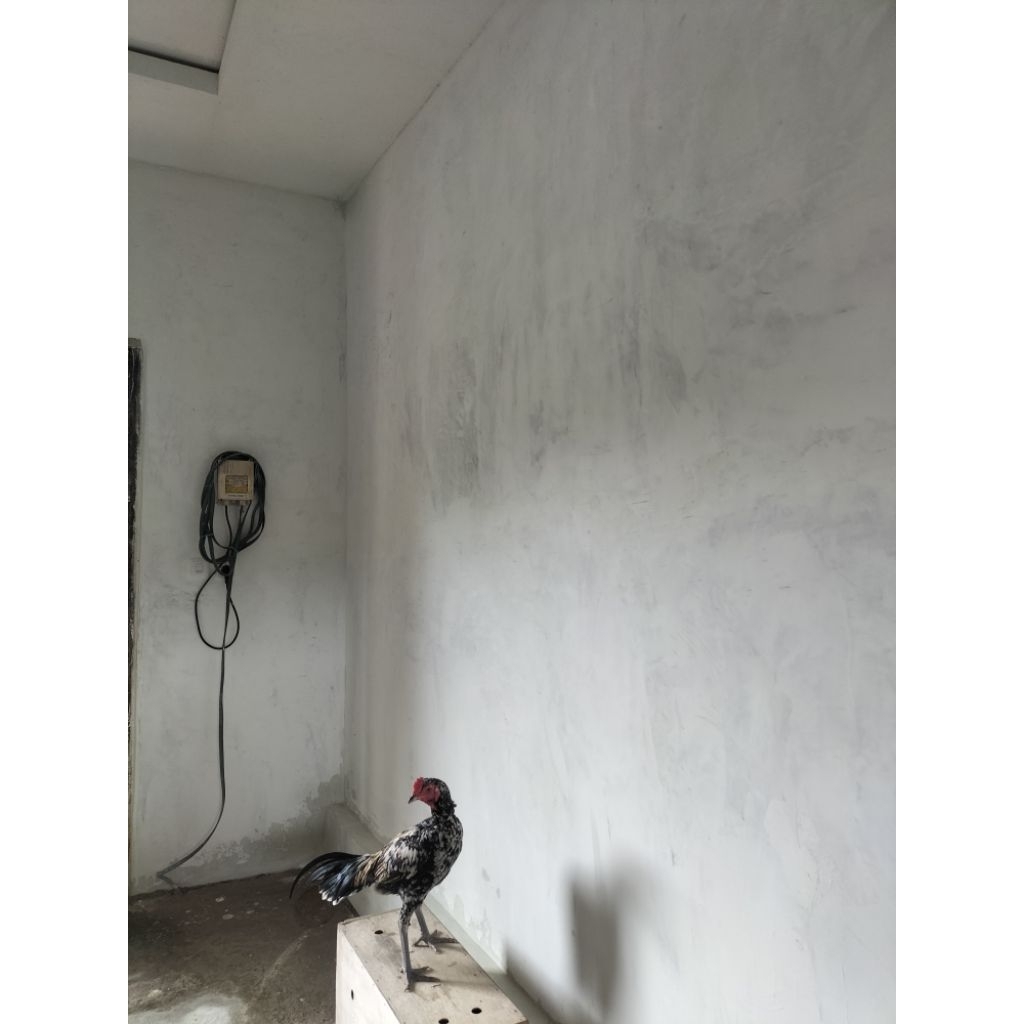 Ayam Pama IQ Poles Siapan