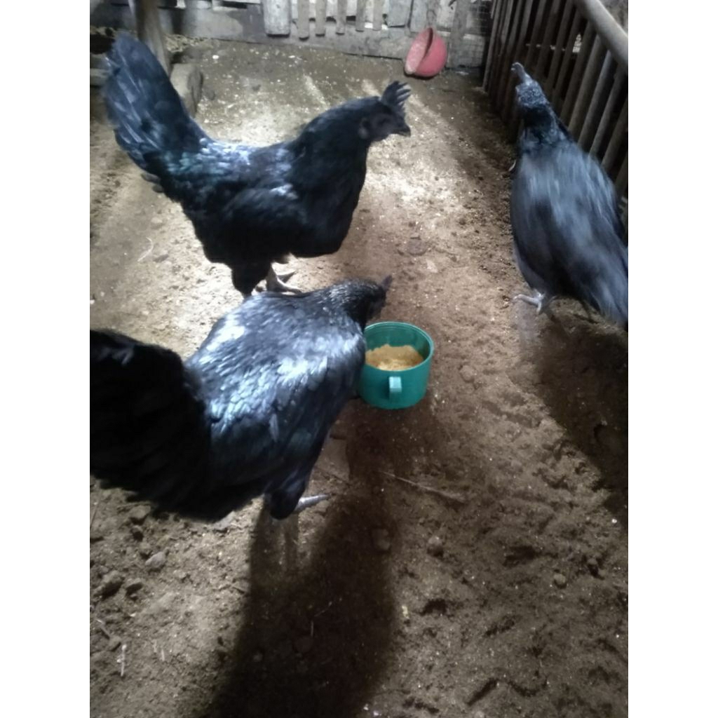 indukan ayam cemani lidah abu