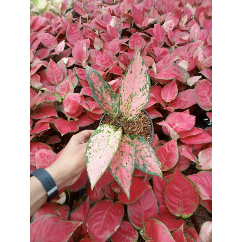 Tanaman Bunga hias aglonema/aglonema murah meriah