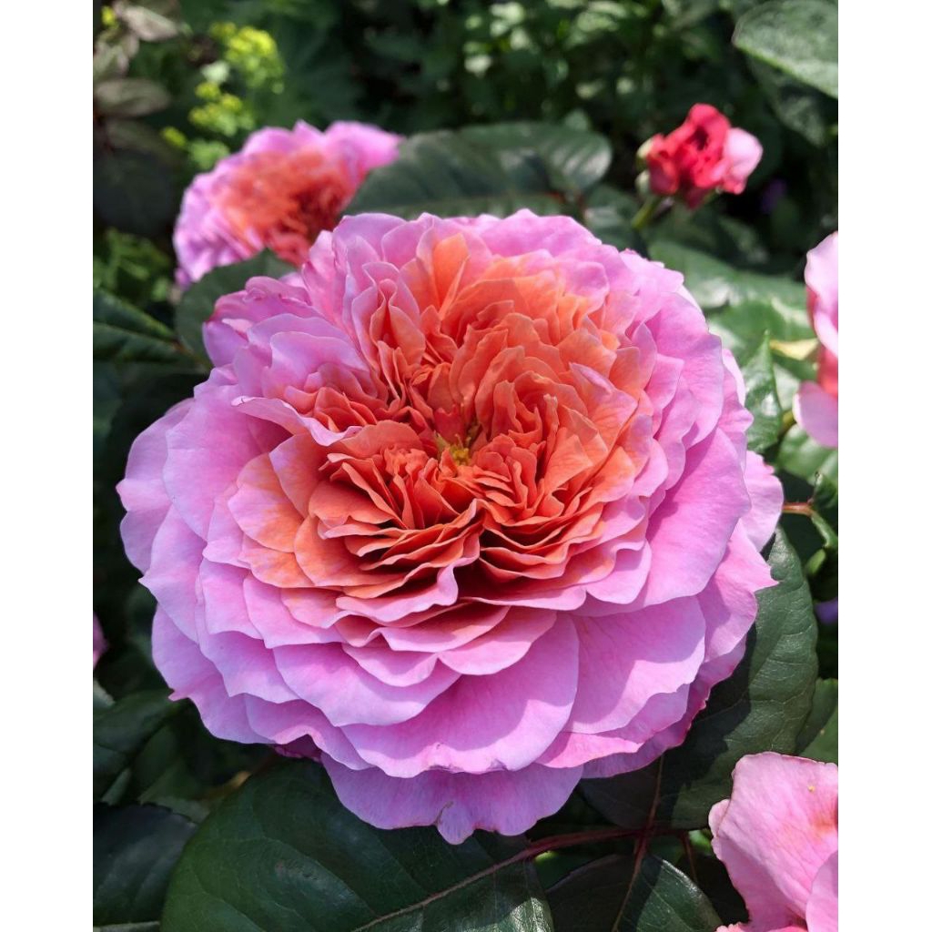 MAWAR IMPORT EISVOGEL (indukan)