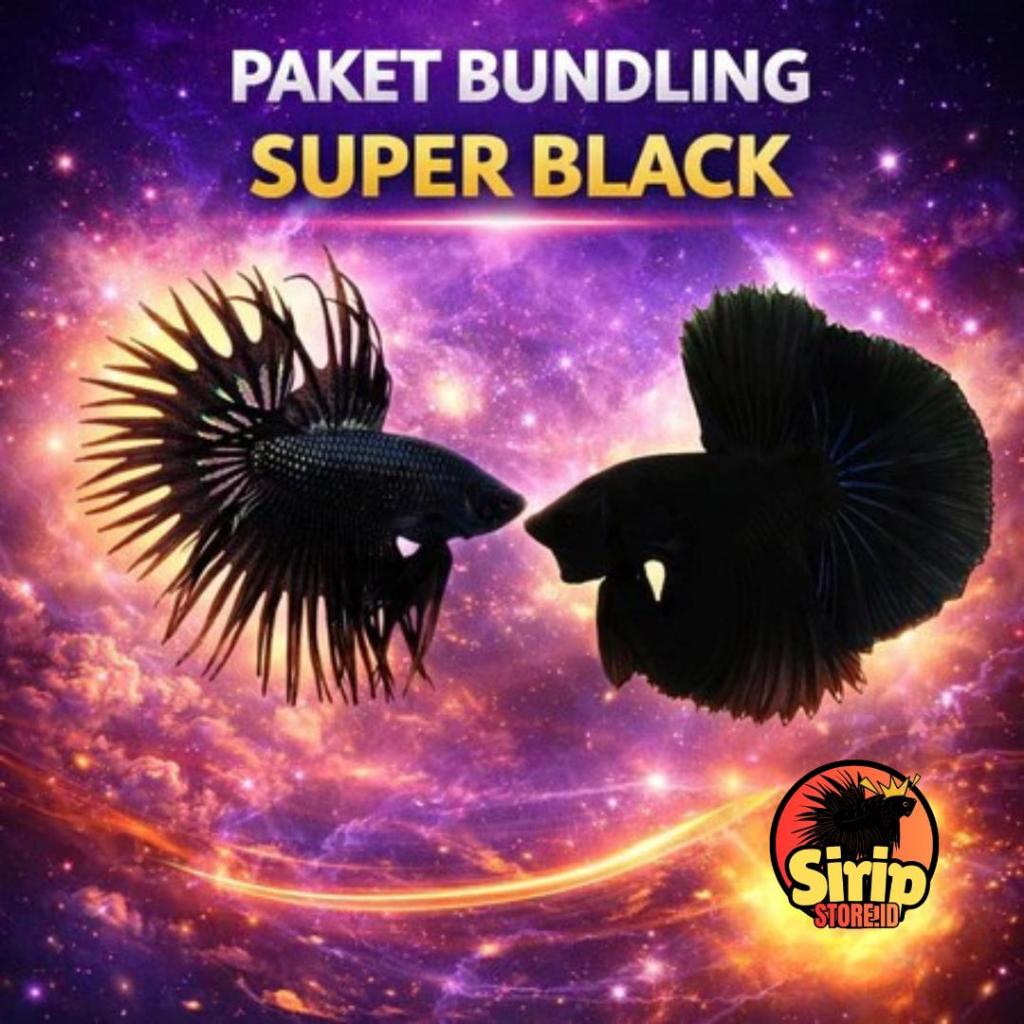 Paket Bundling Super Black Cupang | Isi 2 Cupang Hitam Premium
