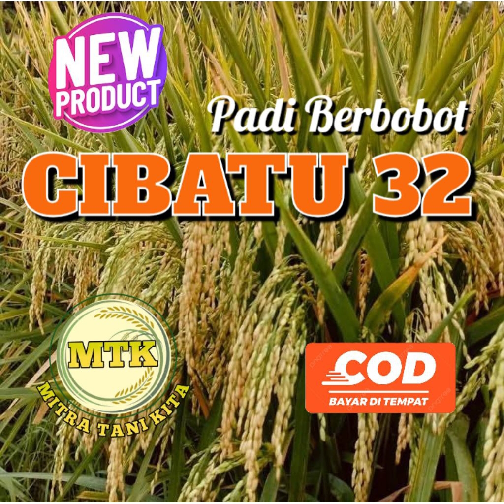 BENIH PADI CIBATU 32 TERBARU KEMASAN 5KG ORIGINAL