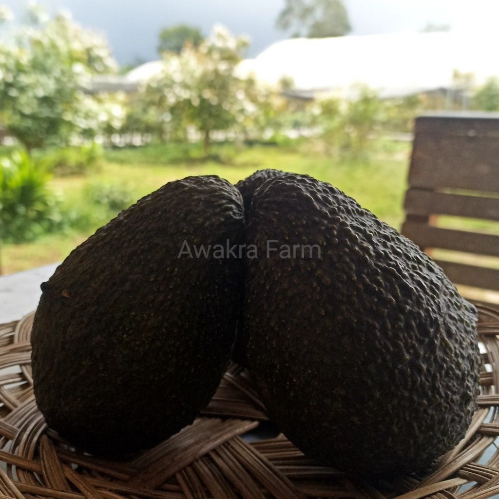 Alpukat Hass 1 Kg | Kualitas Premium Organik | GARANSI 100%