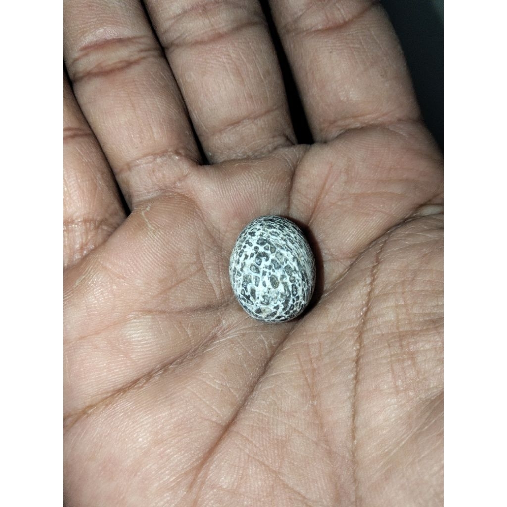 batu sprti telur puyuh.