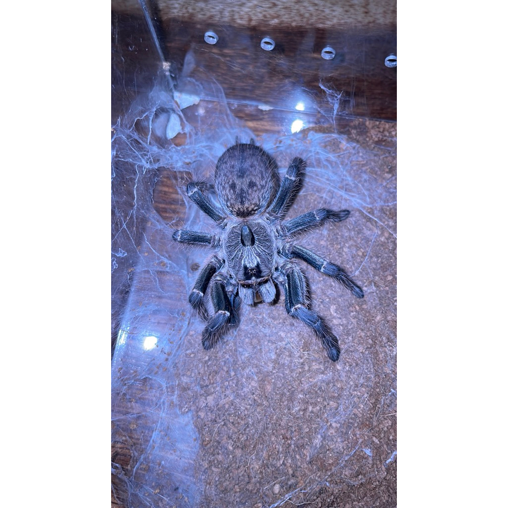 toples tarantula ceratogyrus darlingi sling 1-2cm