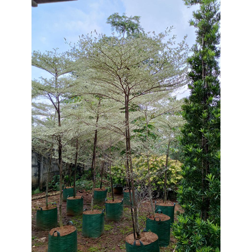 Pohon Ketapang kencana varigata