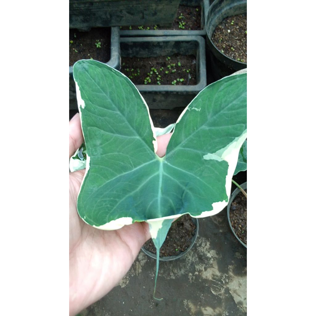 Xanthosoma Variegata Albo