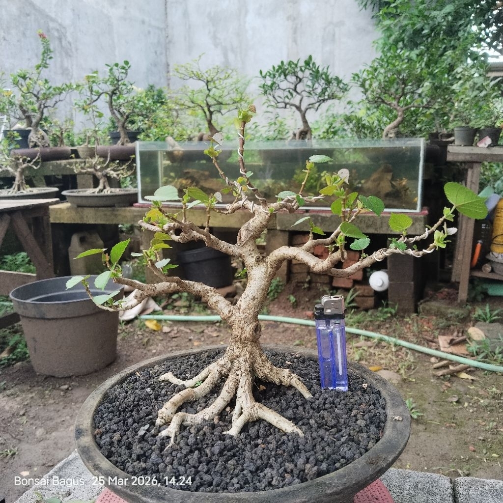 Bahan Bonsai Waru Taiwan Prokar