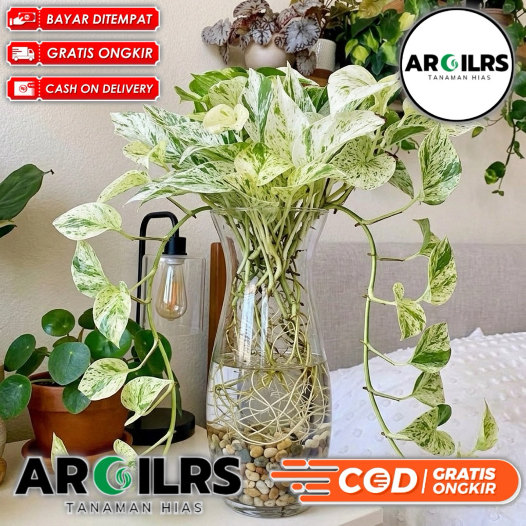 Tanaman Hias Sirih Gading Marble Queen Bisa Media Air (Hidroponik) – Daun Putih Hijau Elegan & Estet