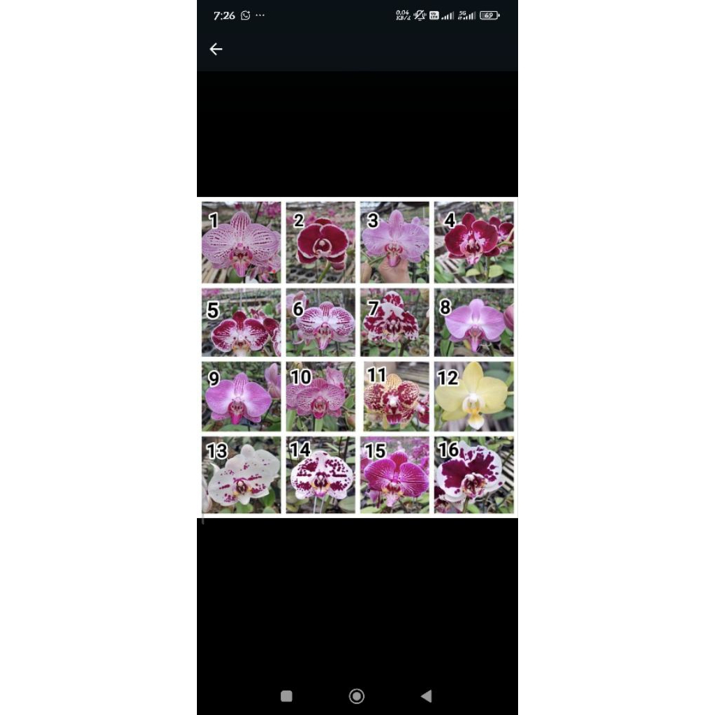 paketan anggrek bulan