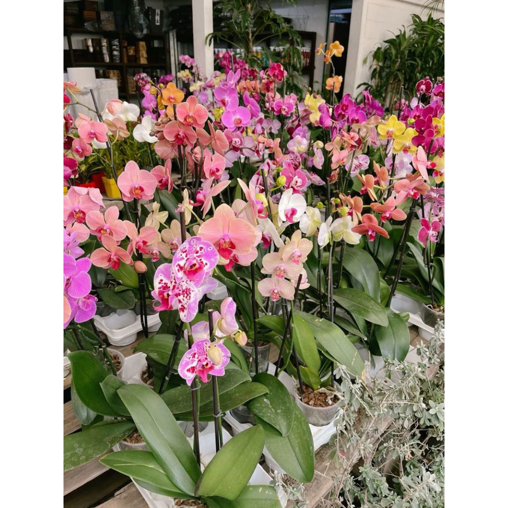 paket anggrek bulan komplit