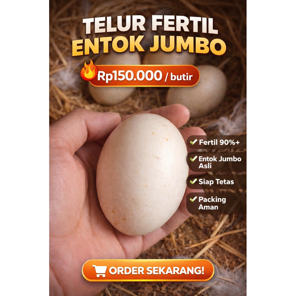 telur fertil entok jumbo super kualitas kontes pacek 107 cm up