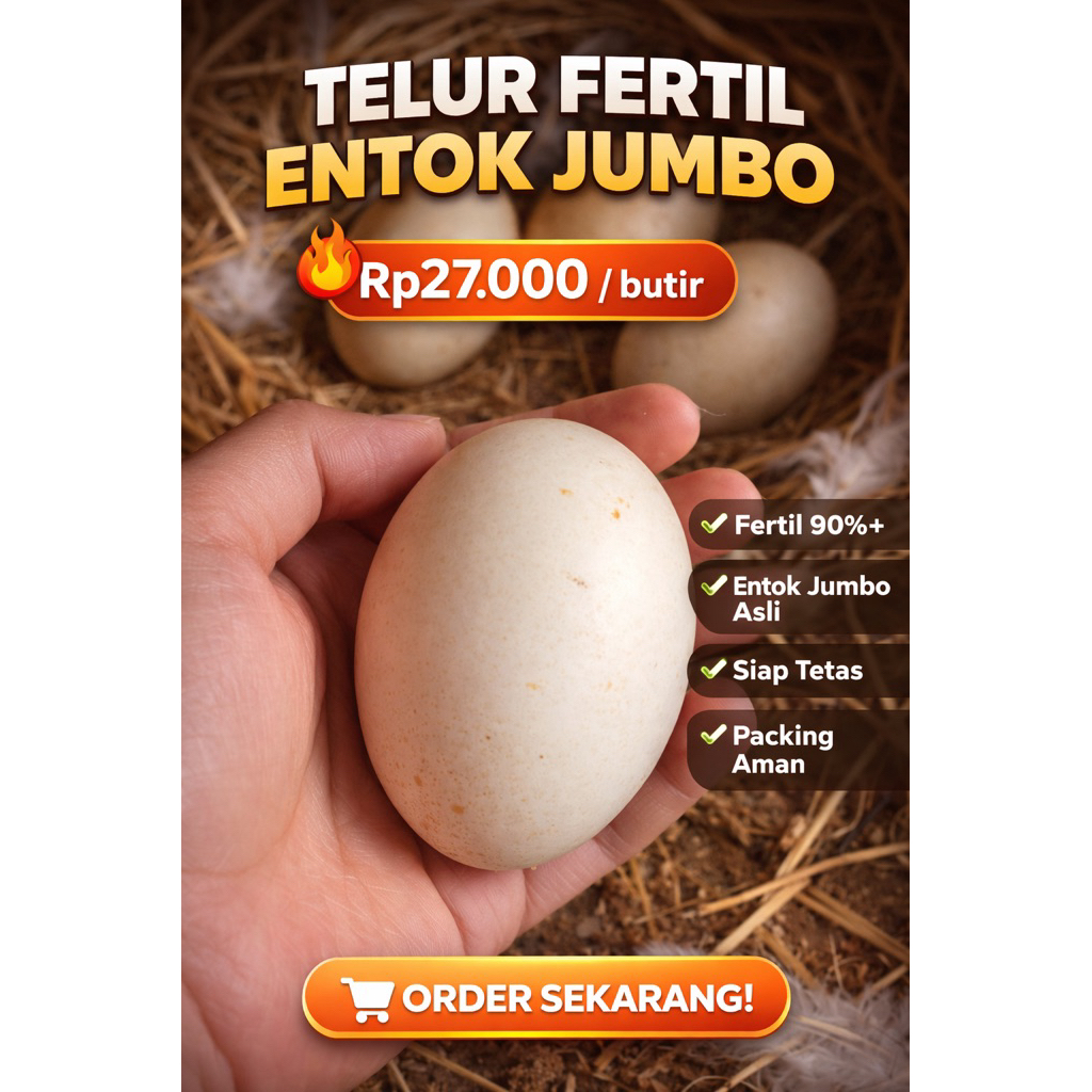 telur fertil entok ori jumbo blitar