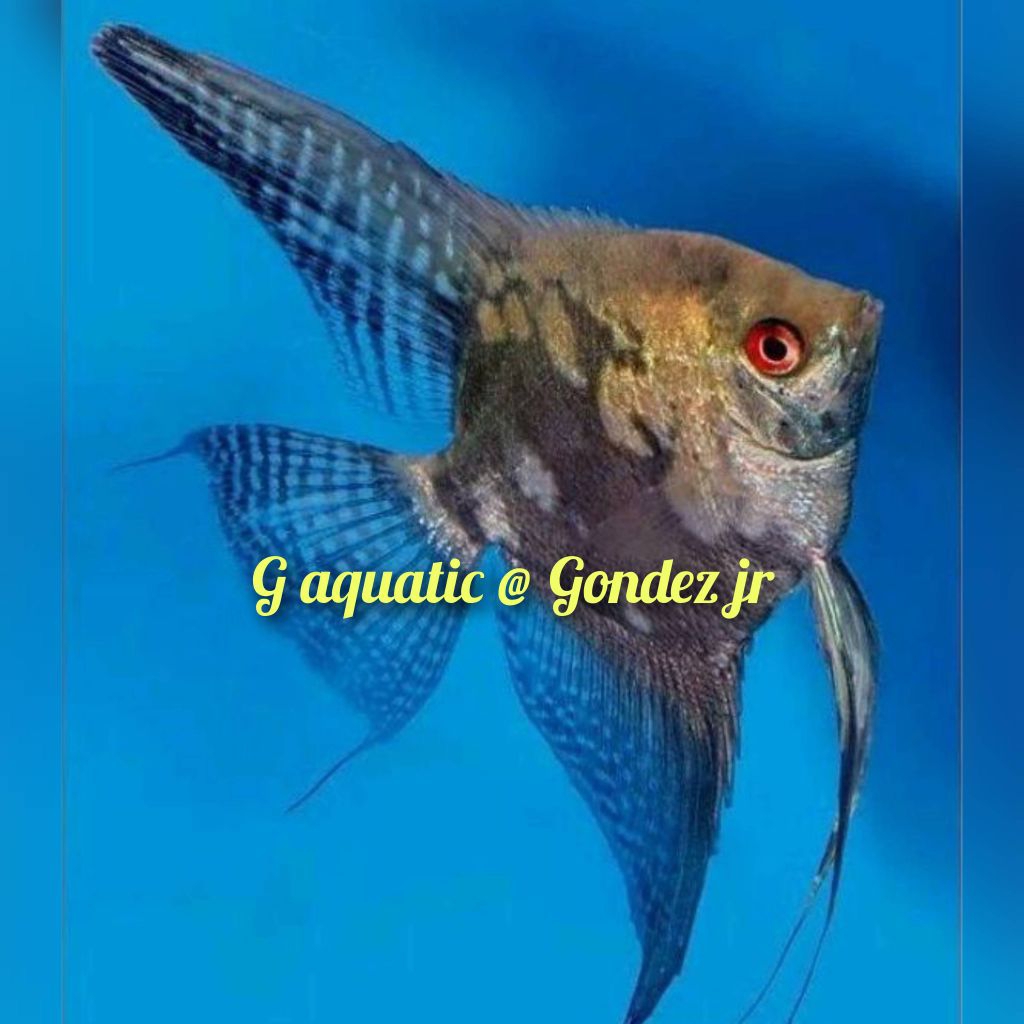 ikan manfish paraiba size L