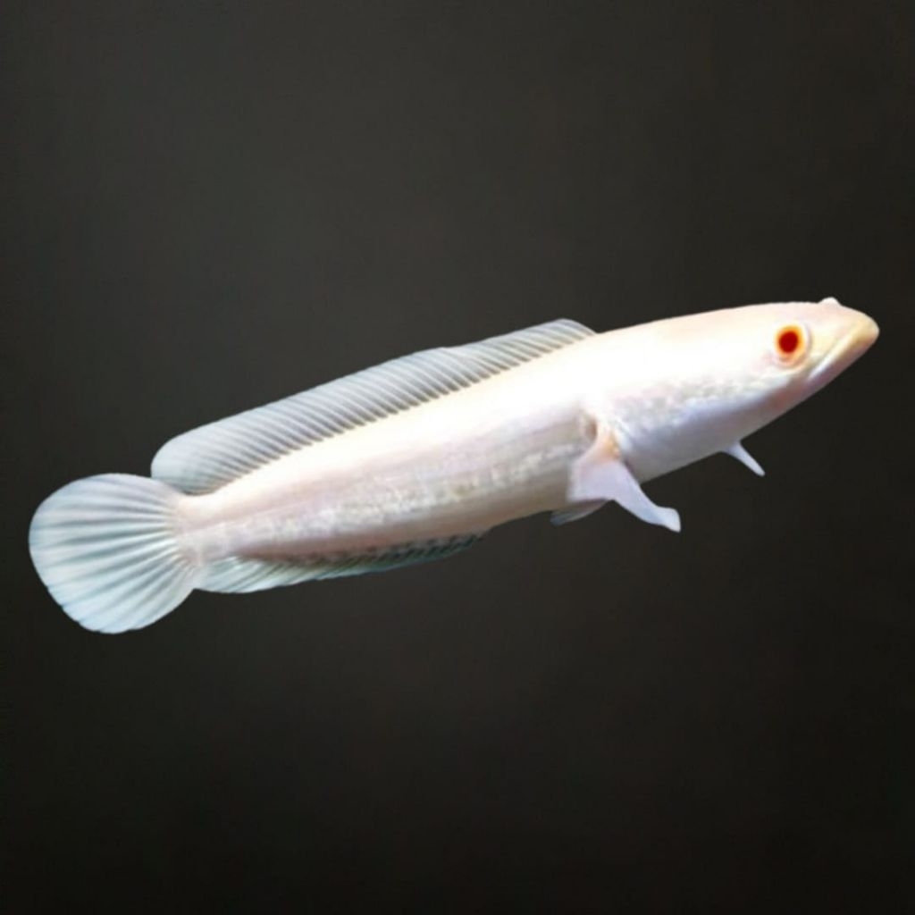 Hiasan akuarium albino striata mata merah