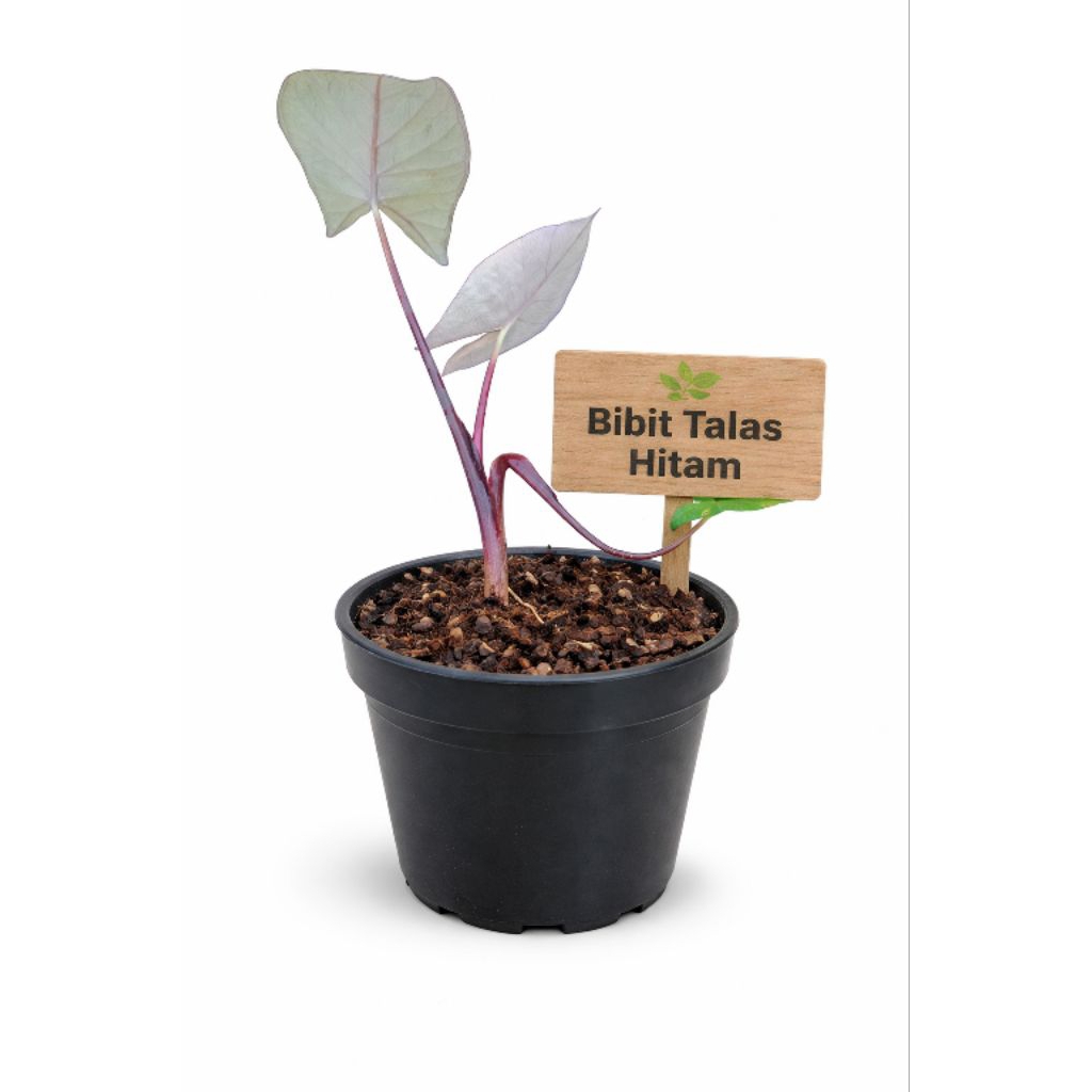 bibit tanaman talas hitam per