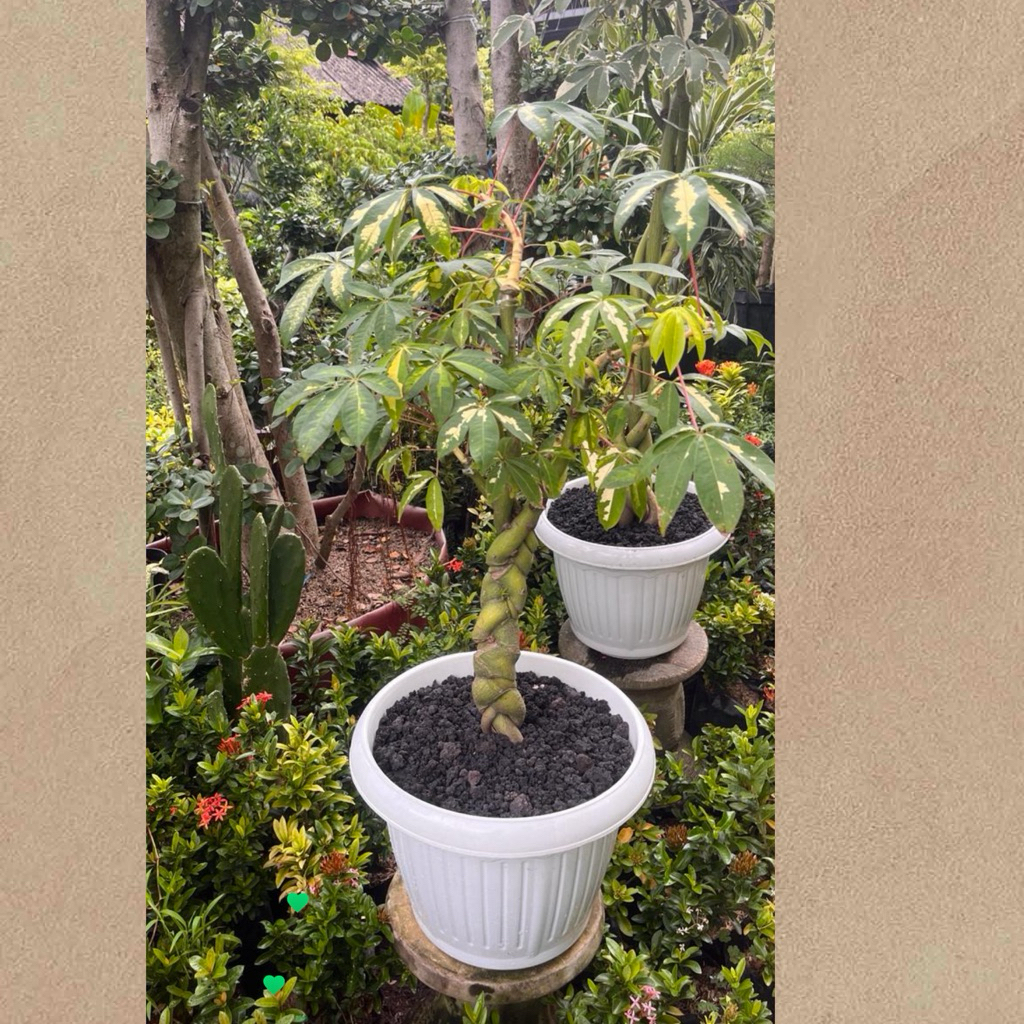 tanaman hias Pachira varigata real pict on pot putih besar