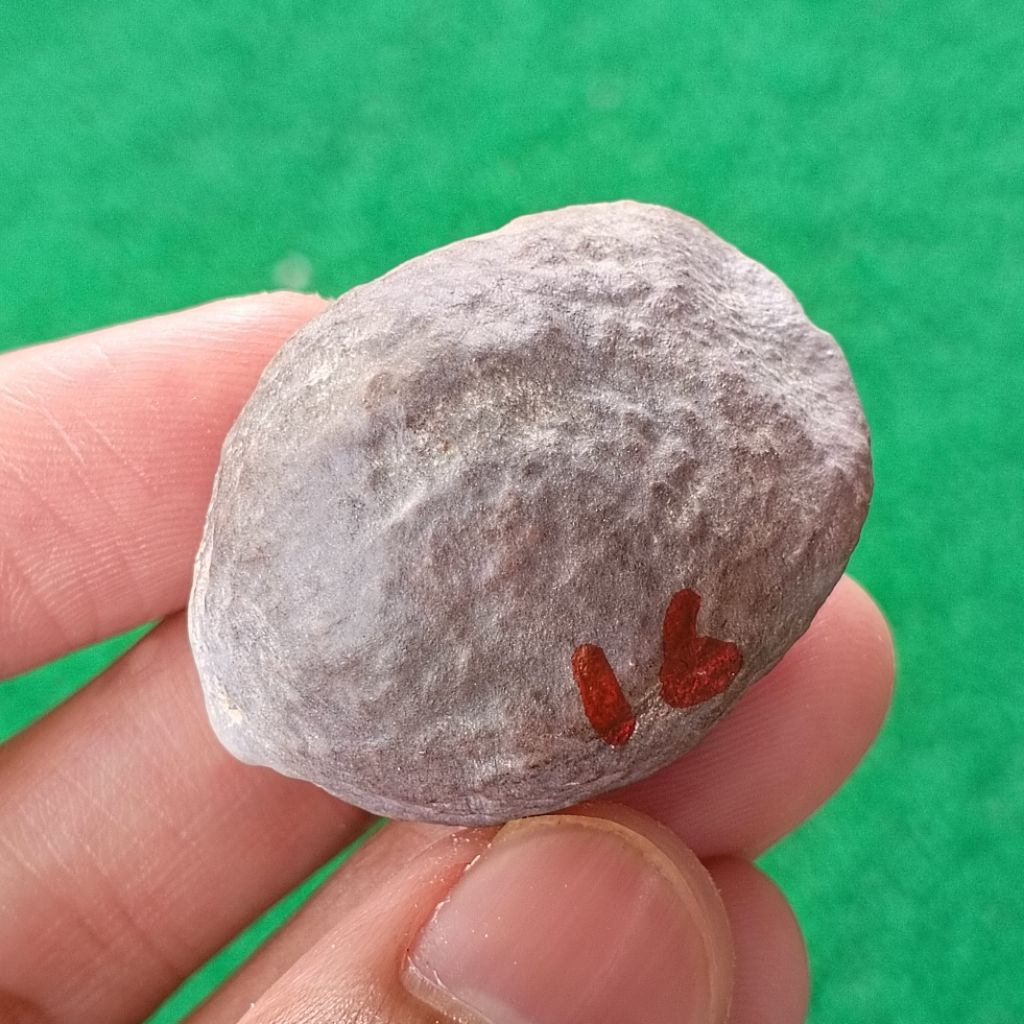 Muncang Adu Jabra RD original kode 16