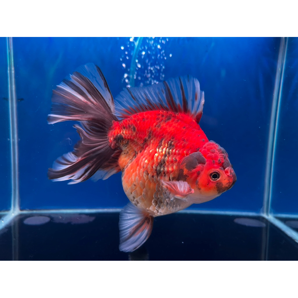 Ikan mas koki OLT Oranda Tiger size Jumbo