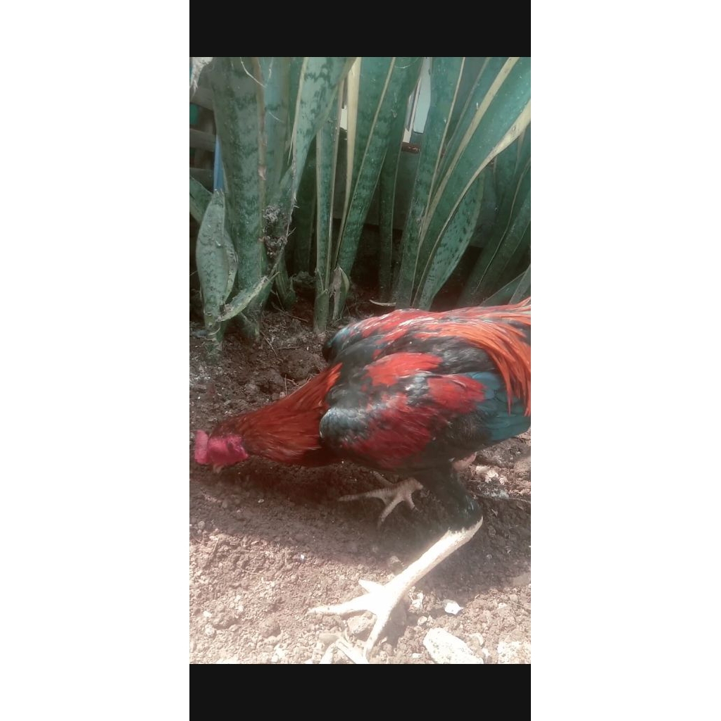 Ayam bangkok jantan wiring merah berkualitas