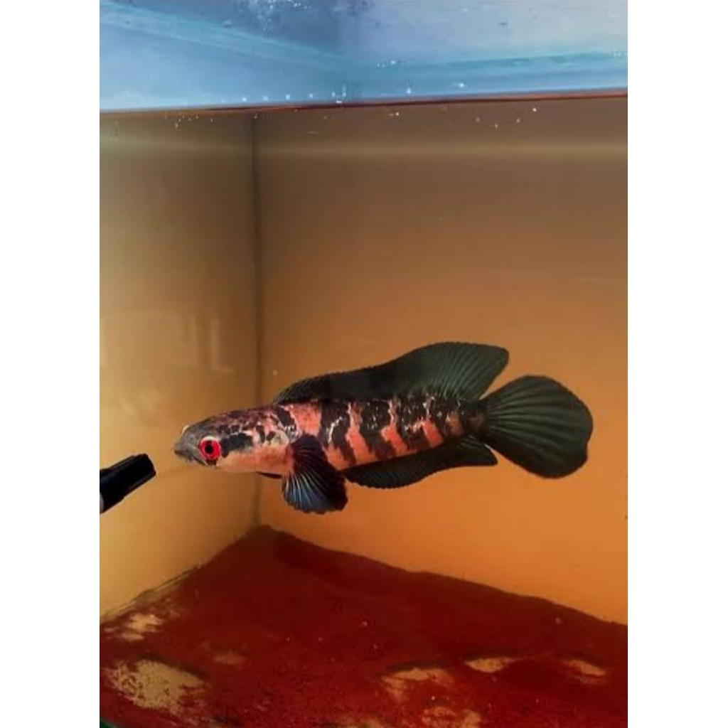 Promo 2 Ekor Maru Red Barito Grade A Size 3/6cm + Pakan