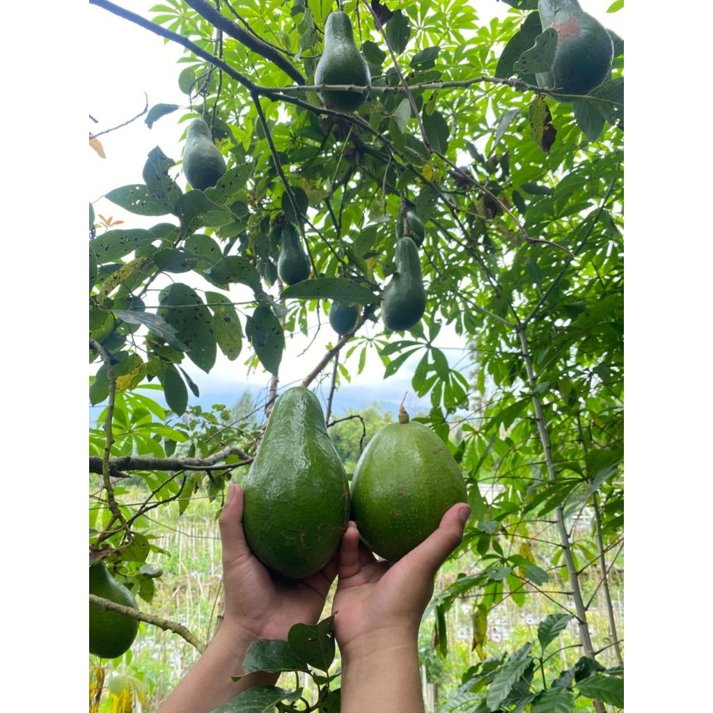 alpukat lokal,pluwang,aligator,markus,metega