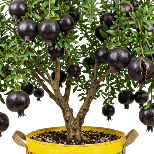 Bibit Delima Hitam Asli Cepat Berbuah Hasil Cangkok