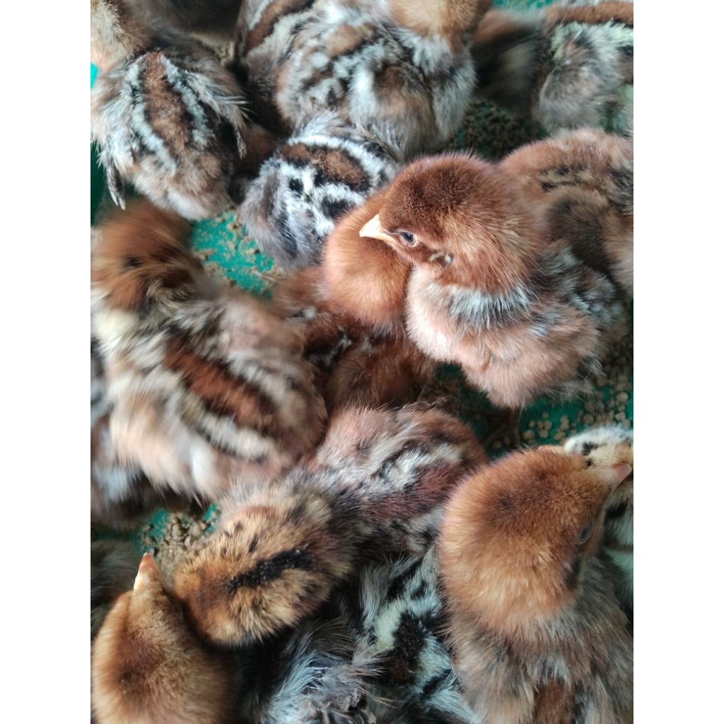 doc ayam arab petelur. bibit ayam arab beli 15 GRATIS 1