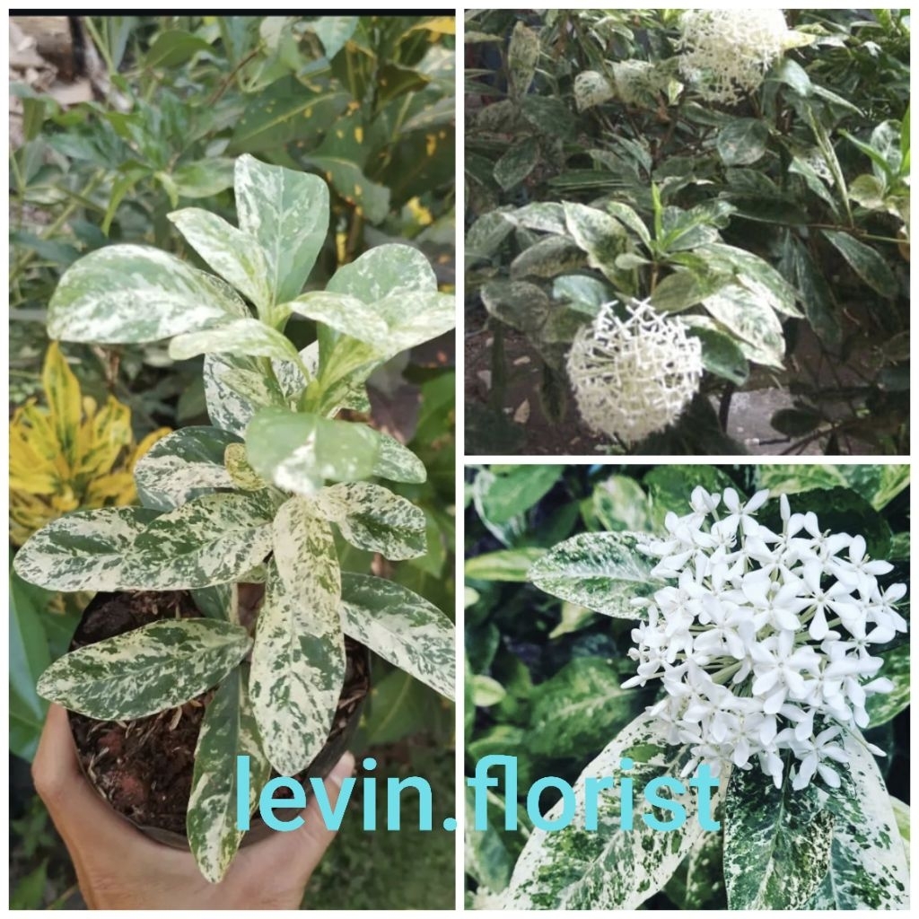 Ixora variegata / Asoka variegata bunga putih / bibit tanaman hias bunga